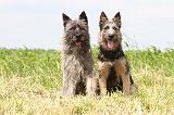BOUVIER DES ARDENNES 040